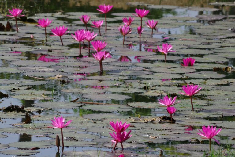When Beauty blooms it talks to Light