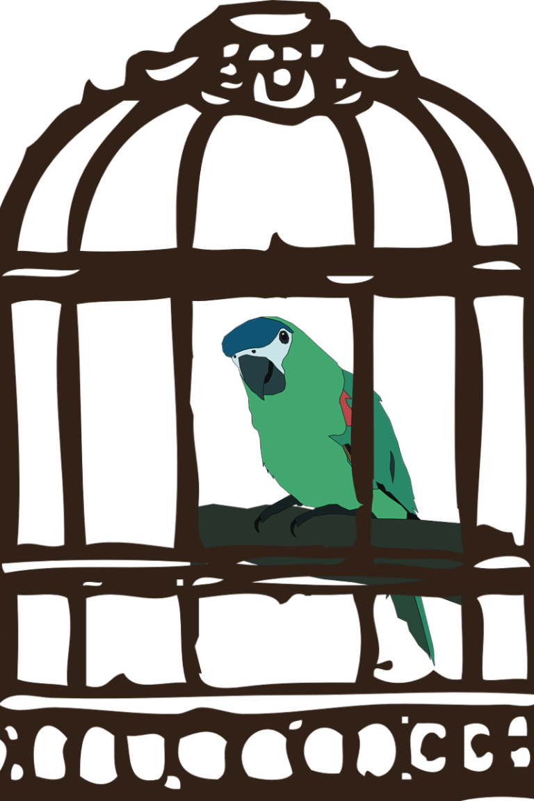 The Bird Needs to Transcend the Cage