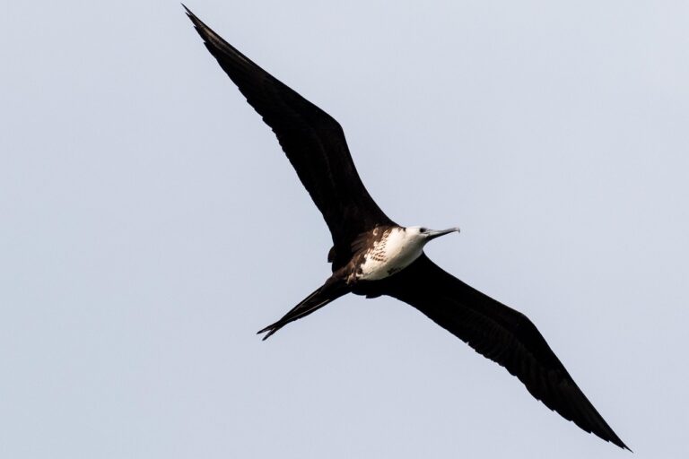 The transoceanic migratory frigate-bird searches for a festival to attend